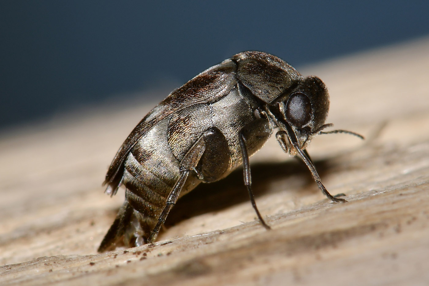 Mordellidae: Tomoxia bucephala